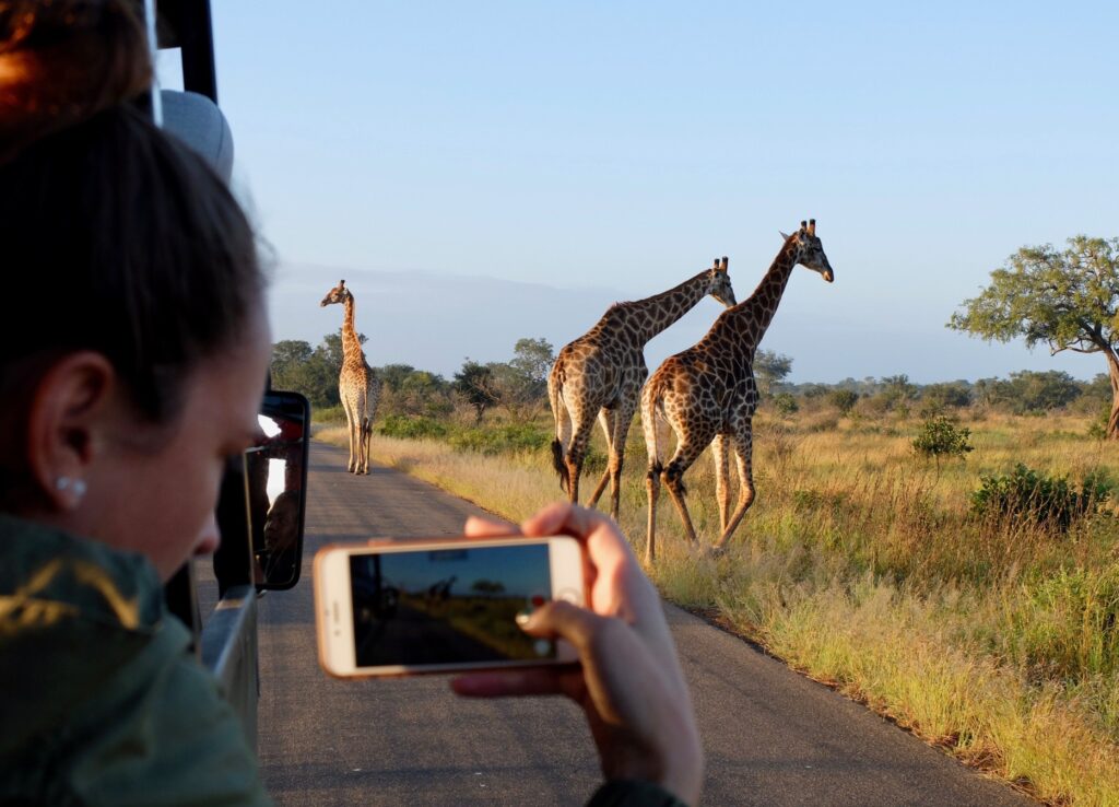 woman taking photo of giraffe out of a safari vehicle.