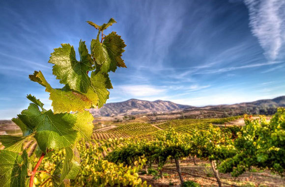 America's Best Wine Destinations for Fall Trips