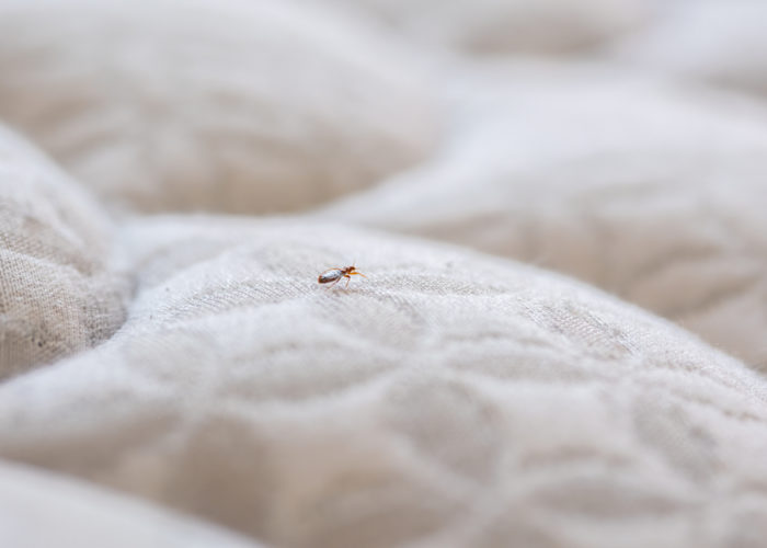 Bedbug on mattress