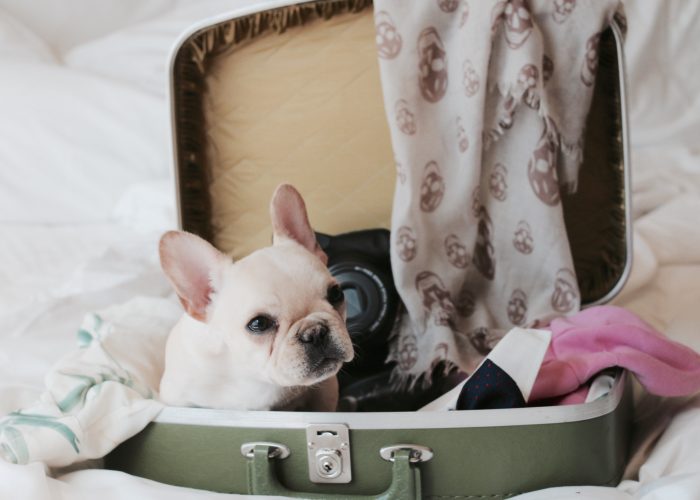 dog sitting in a packed suitcase