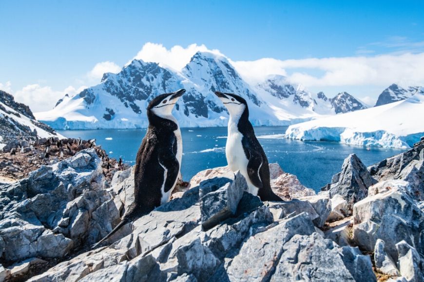 chinstrap penguin antarctica.